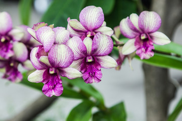 purple and vanilla color orchid flower