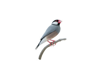 Beautiful bird ,Bird Java sparrow isolated on white background