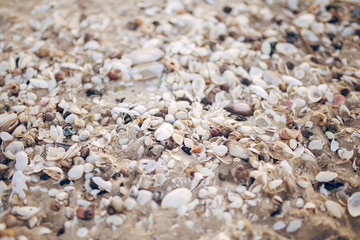 muszle © kolorowekadry