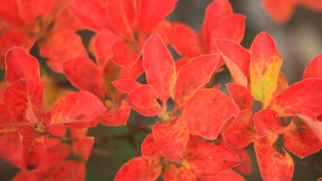 ドウダンツツジの紅葉