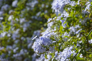 Beautiful flowers at Park Guell in summertime