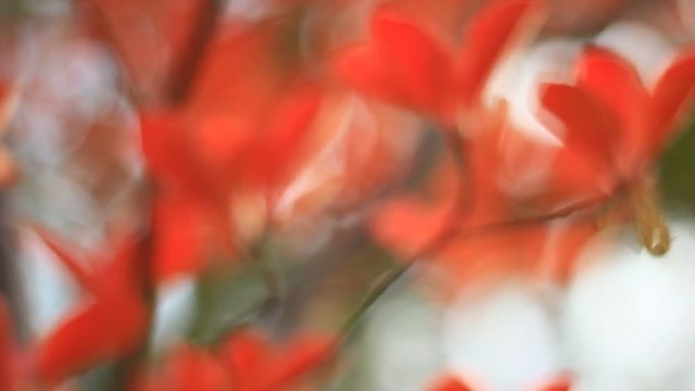 ドウダンツツジの紅葉