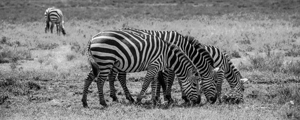 Fototapeta na wymiar Three Zebras of the Serengeti, Tanzania
