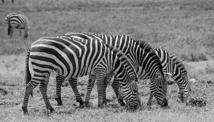 Fototapeta na wymiar Three zebras of the Serengeti