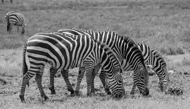 Three zebras of the Serengeti