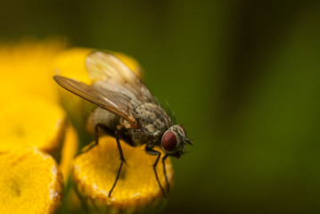 Fly on a flower