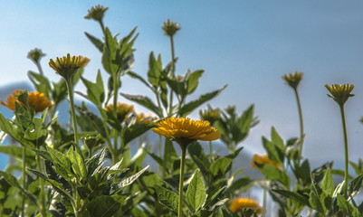Flores do jardim com belo colorido