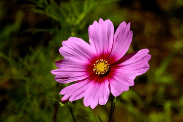 Obraz premium コスモス