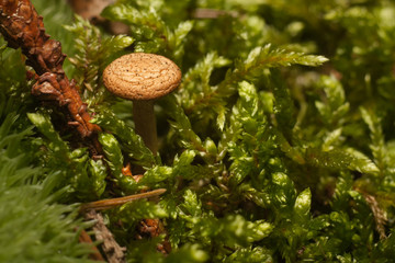 Mushrooms in the forest