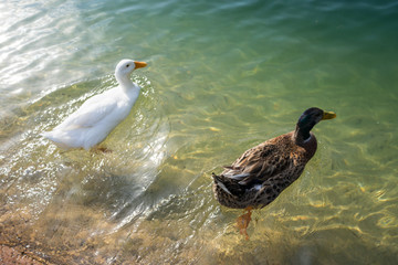 Ducks in lake