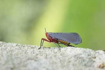 Lantern Fly in Southeast Asia.