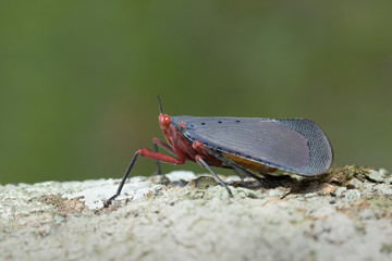 Lantern Fly in Southeast Asia.