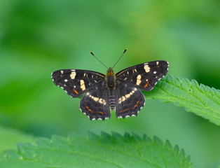 Schmetterling Limenitis camilla