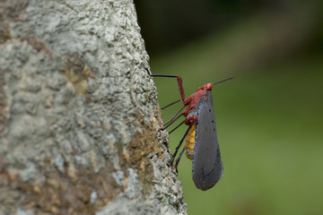 Lantern Fly in Southeast Asia.