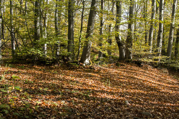 Beech mountain forest with fallen dry leaves in autumn