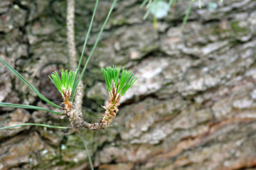 It is the sprouts of Japanese black pine-Pinus thunbergii- in Fukuoka city, JAPAN. It is in June.