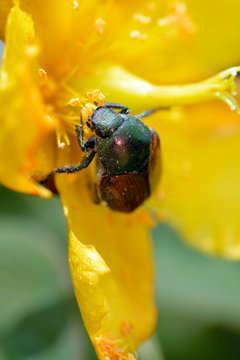 Japanese beetle-Popillia japonica - is at the top of the flower of St. John&rsquo;s wort in Fukuoka city, JAPAN. It is in June.