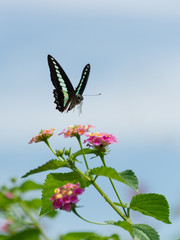 アオスジアゲハとランタナ