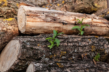 stack of firewood sprouts