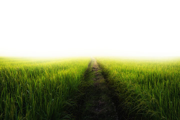 Obraz na płótnie Canvas Rice field of a green with incandescent sunrise