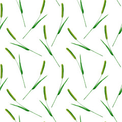 Floral seamless pattern with Phleum pratense.Timothy grass branches.image for fabric, paper and other printing and web projects.Watercolor hand drawn illustration.White background.