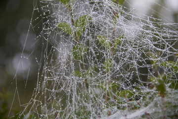 Vorweihnachtliches Glitzern im Nebel