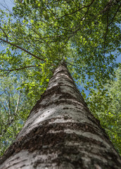 Fototapeta premium birch high bottom view