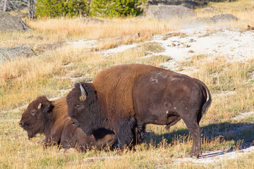 Bison