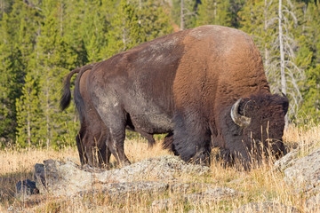 Bison