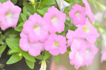 Fototapeta na wymiar Petunia hybrida, petunia in blur background
