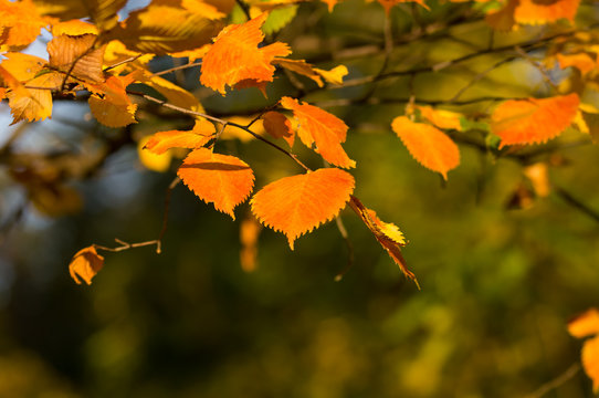 Alder leaves at sunset in autumn