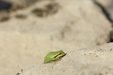 Grüner Frosch auf einem Stein