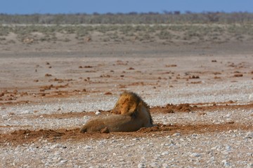 Löwe im Etosha Nationalpark