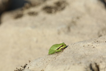 Grüner Frosch auf einem Stein
