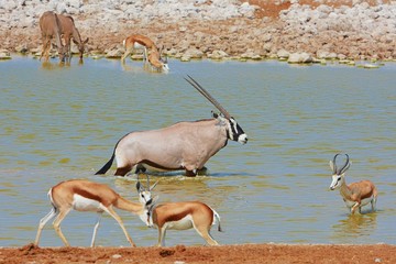 Oryxantilope und Springbock am Okaukuejo Wasserloch (Etosha Nationalpark)