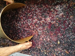 production of wine home