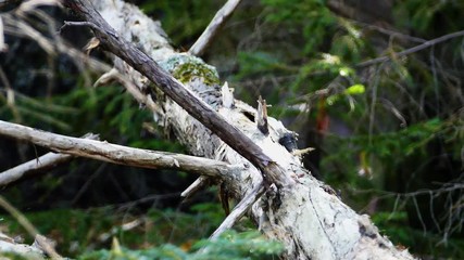 Squirrel in forest 1