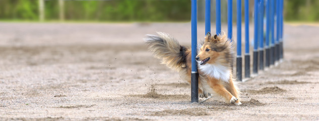 Shetland Sheepdog in agility slalom. Sized to fit for cover image on popular social media site.