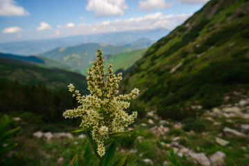 View at Parang mountains,Romania