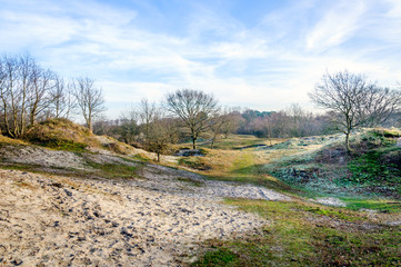 Fototapeta na wymiar Dutch dune area on a sunny day in wintertime