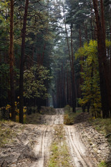 Obraz premium Beautiful colorful autumn landscape