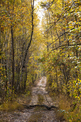 Fototapeta premium Beautiful colorful autumn landscape