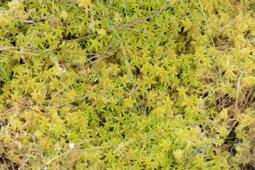 Spagnum Moss in closeup