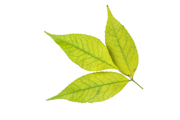 Fall leaf isolated on a black background. Herbarium series.