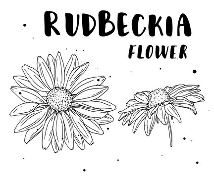 Rudbeckia flower. Botanical illustration. Vector. Hand drawn artistic flower isolated on white background