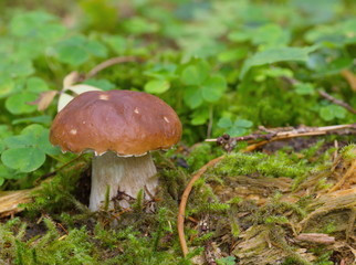 Steinpilz boletus Wald Herbst