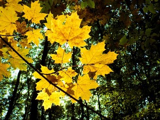 Colorful leaves on deciduous trees in park during autumn