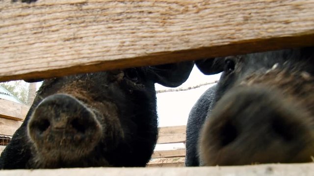 Rural Area. Farm. Group of Black Pigs Staying Outside in Enclosure. Curious Animals Looking Through the Wooden Fence. Bright Day. Closeup