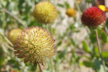 Flower balls