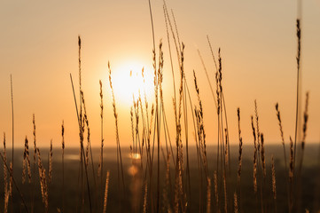 sunset sun field grass